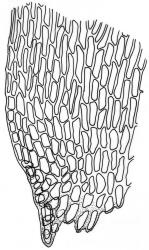 Camptochaete deflexa. Alar cells of branch leaf. Drawn from D. Glenny 89-466, CHR 527742.
 Image: R.C. Wagstaff © New Zealand Institute for Bioeconomy Science 2026 CC-BY 3.0 NZ